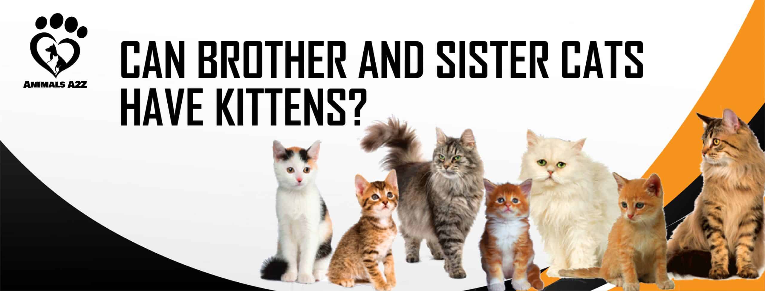 Kan bror søster katte få killinger? [ Grundigt svar ]