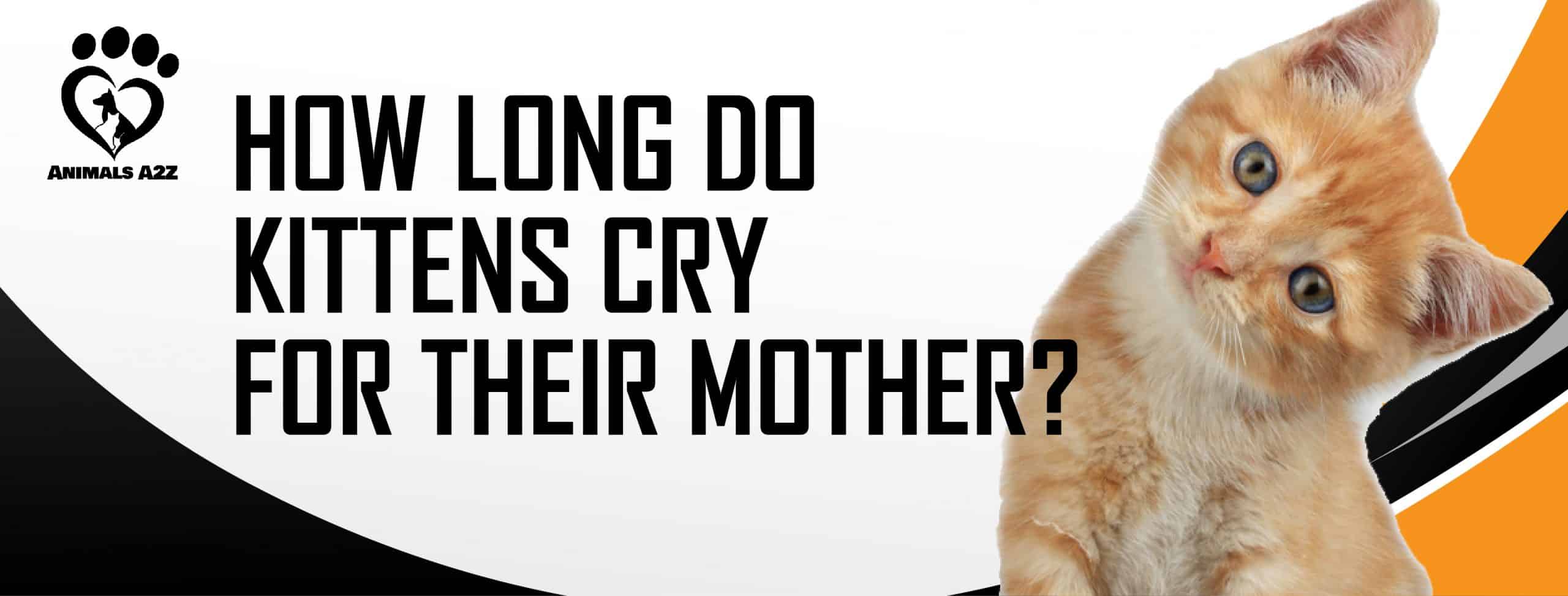 Hvor længe kattekillinger deres mor? Grundigt svar ]