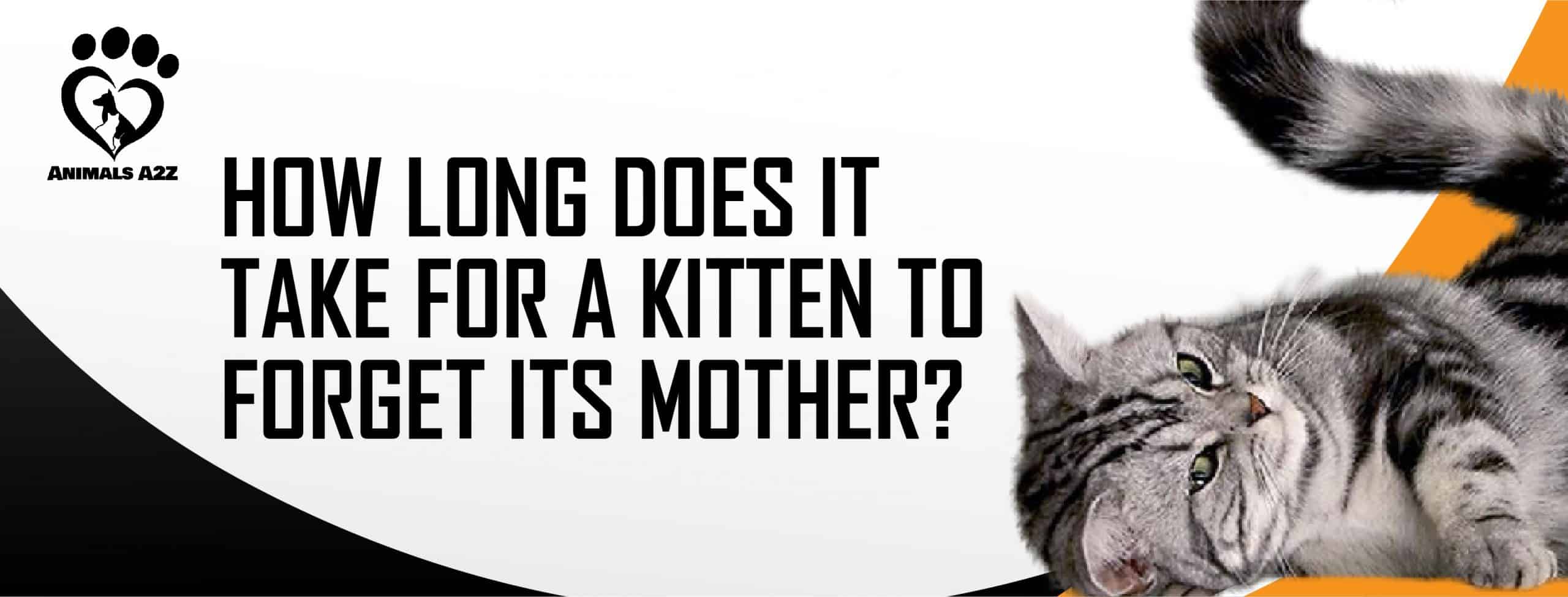 lang tager for en killing glemme sin mor? [ Grundigt svar ]