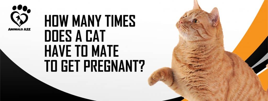 Akrobatik Kommunikationsnetværk Egnet Hvor mange gange skal en kat parre sig for at blive gravid? [ Grundigt svar  ]