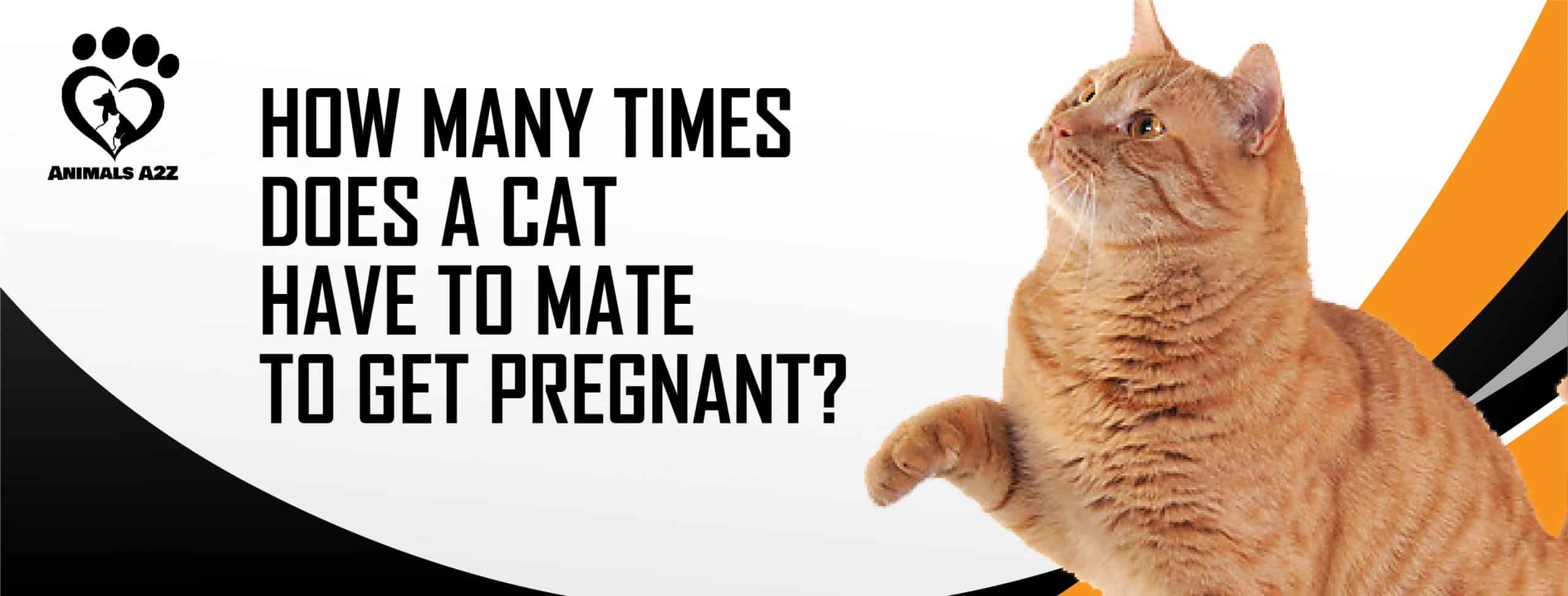 Hvor mange gange skal en kat parre for at blive gravid? [ Grundigt svar ]
