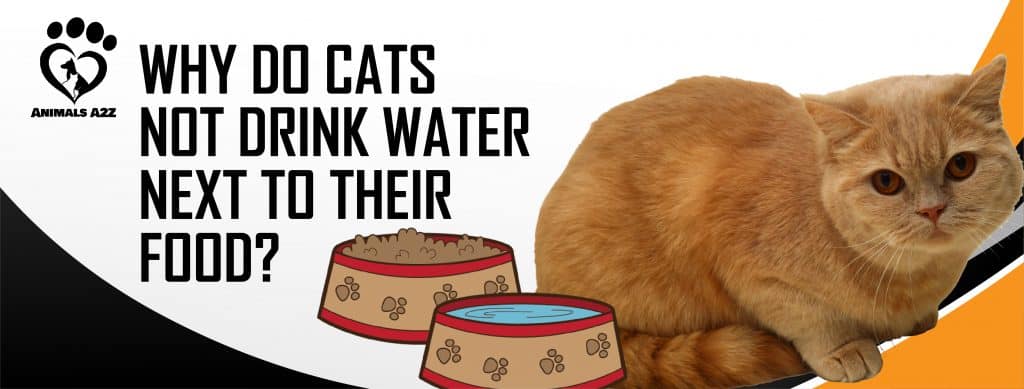 Hvorfor drikker katte ikke vand ved siden af madskål? Grundigt svar ]