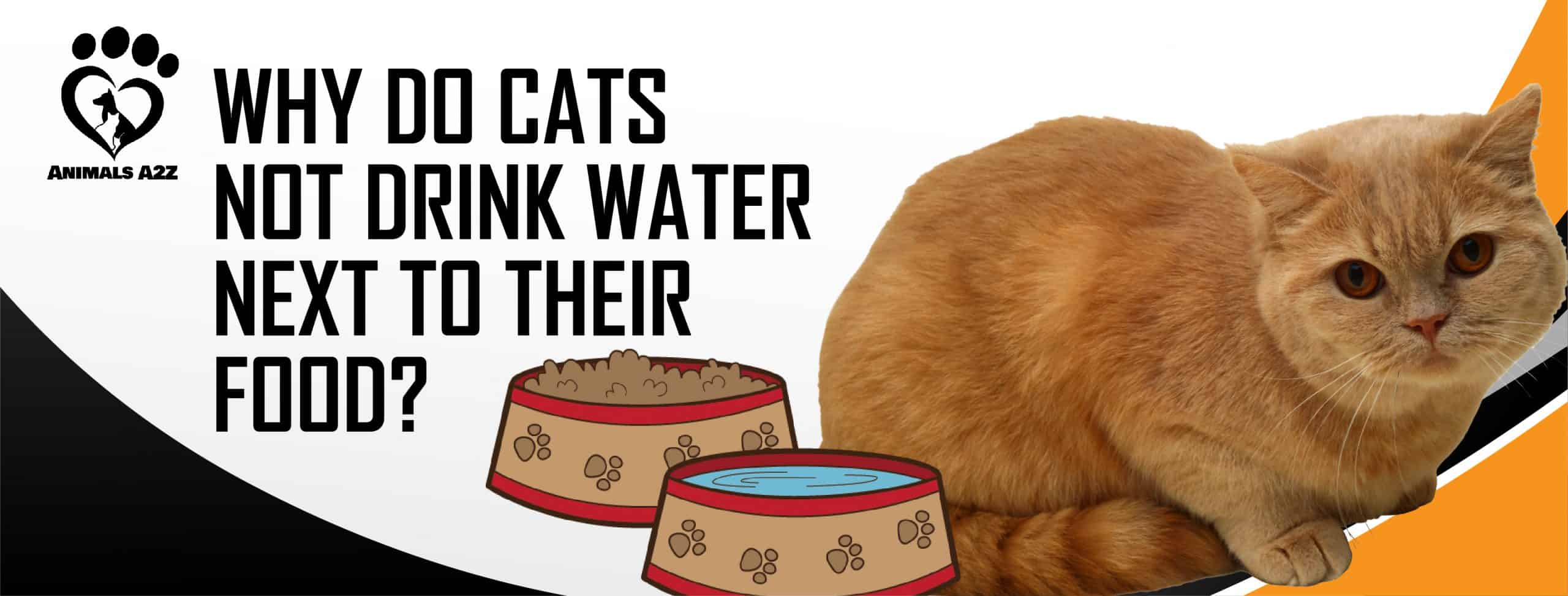 Hvorfor drikker katte ikke vand ved siden af deres madskål? [ ]