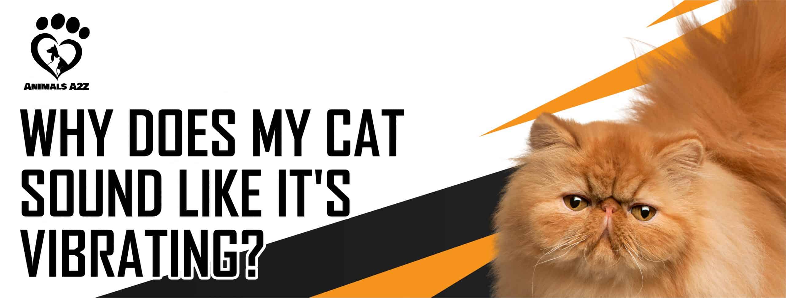 Hvorfor lyder kat, som om vibrerer? [ svar ]